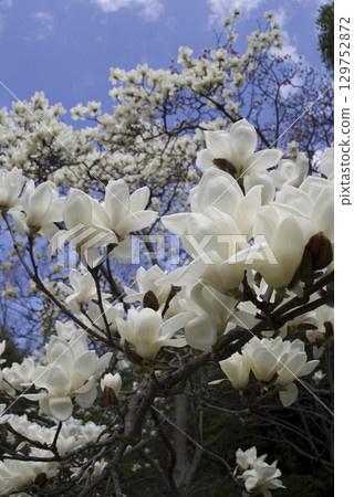 蔚藍的天空下,玉蘭白花盛開。學名是 Magnolia de nudata。 蔚藍的天空下,玉蘭白花盛開。學名是 Magnolia de nudata。 129752872