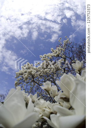 蔚藍的天空下,玉蘭白花盛開。學名是 Magnolia de nudata。 蔚藍的天空下,玉蘭白花盛開。學名是 Magnolia de nudata。 129752873
