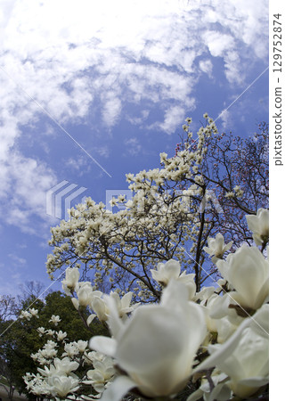 蔚藍的天空下,玉蘭白花盛開。學名是 Magnolia de nudata。 蔚藍的天空下,玉蘭白花盛開。學名是 Magnolia de nudata。 129752874