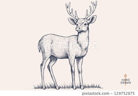 Deer. Hand drawn deer, stag, buck. Vintage retro print, black white deer, stag, buck, sketch ink pencil style drawing, engrave. Sketch artwork silhouette head deer, stag, buck. Vector Illustration Deer. Hand drawn deer, stag, buck. Vintage retro print, black white deer, stag, buck, sketch ink pencil style drawing, engrave. Sketch artwork silhouette head deer, stag, buck. Vector Illustration 129752875
