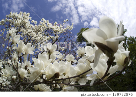 蔚藍的天空下,玉蘭白花盛開。學名是 Magnolia de nudata。 蔚藍的天空下,玉蘭白花盛開。學名是 Magnolia de nudata。 129752876