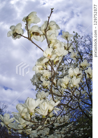 White flowers of Yulan magnolia are in bloom under the blue sky. The scientific name is Magnolia de nudata. 129752877