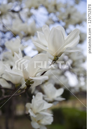 蔚藍的天空下，玉蘭白花盛開。學名是 Magnolia de nudata。 129752878