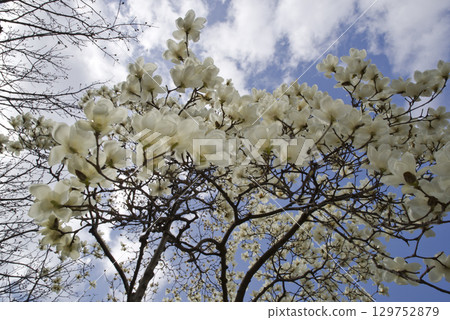 White flowers of Yulan magnolia are in bloom under the blue sky. The scientific name is Magnolia de nudata. 129752879