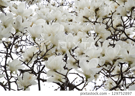 玉蘭玉蘭白花盛開。學名是 Magnolia de nudata。 玉蘭玉蘭白花盛開。學名是 Magnolia de nudata。 129752897