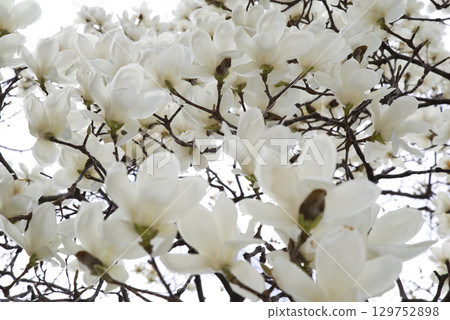玉蘭玉蘭白花盛開。學名是 Magnolia de nudata。 129752898