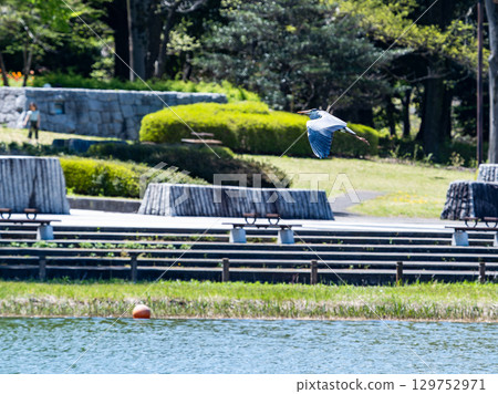 Grey heron flying over the water in spring Grey heron flying over the water in spring 129752971
