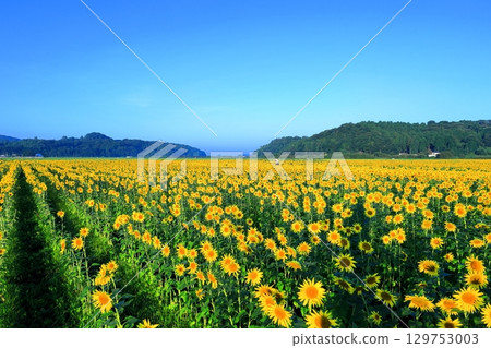 Mashiko Town Sunflower Festival / Tochigi Prefecture Mashiko Town Sunflower Festival / Tochigi Prefecture 129753003