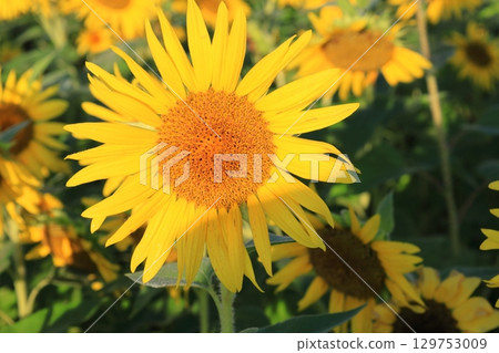 沐浴朝陽的向日葵 / 栃木縣益子町 129753009