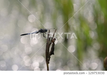 Shiokaratombo堅持分支機構 Shiokaratombo堅持分支機構 129753030