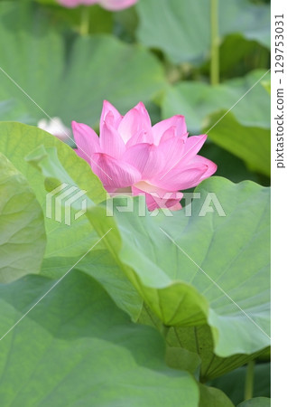 lotus flower peeking out from between the leaves lotus flower peeking out from between the leaves 129753031