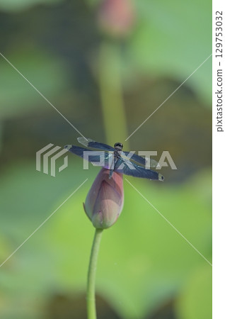 A dragonfly resting on a lotus bud A dragonfly resting on a lotus bud 129753032