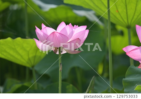 風景與蓮花 風景與蓮花 129753033