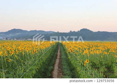 Mashiko Town Sunflower Festival / Tochigi Prefecture 129753056