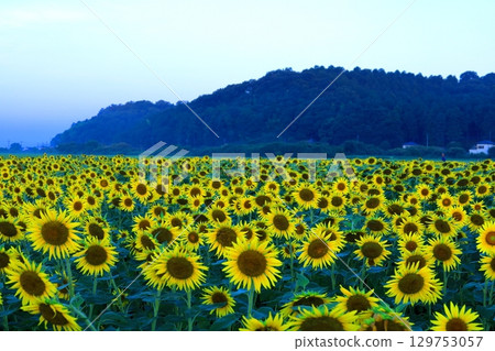 Mashiko Town Sunflower Festival / Tochigi Prefecture Mashiko Town Sunflower Festival / Tochigi Prefecture 129753057