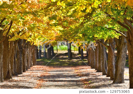 Autumn leaves of katsura trees (Niigata Prefecture) 129753065