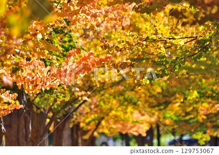 Autumn leaves of katsura trees (Niigata Prefecture) 129753067