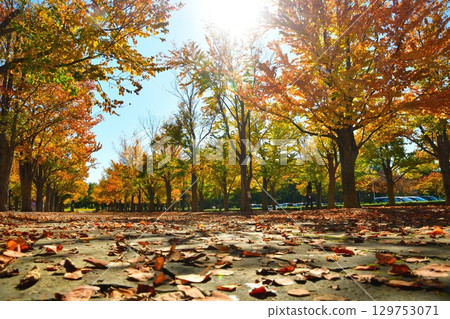 Autumn leaves of katsura trees (Niigata Prefecture) Autumn leaves of katsura trees (Niigata Prefecture) 129753071