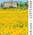 地方線 向日葵近江鐵道 129753088