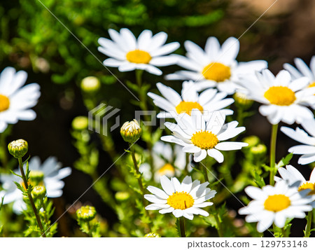 Spring flower bed: cute white daisies 129753148