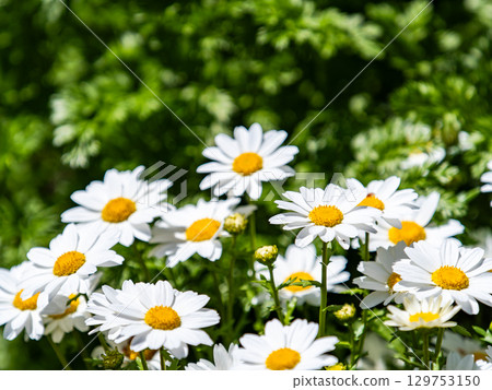 Spring flower bed: cute white daisies Spring flower bed: cute white daisies 129753150