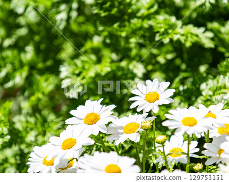Spring flower bed: cute white daisies 129753151