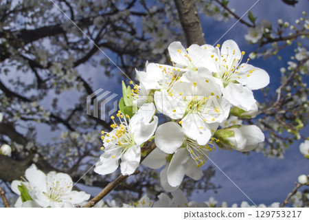 白色的梅花在藍天下綻放。 白色的梅花在藍天下綻放。 129753217
