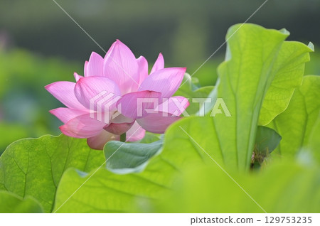 Landscape with lotus flowers 129753235