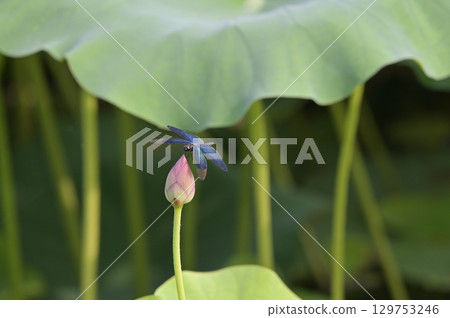 Chow dragonfly shining in the light 129753246