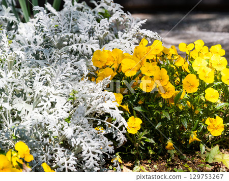 春天的花壇裡開滿了色彩繽紛、充滿樂趣的花朵 春天的花壇裡開滿了色彩繽紛、充滿樂趣的花朵 129753267