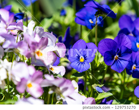 A spring flowerbed filled with colorful and fun flowers 129753270