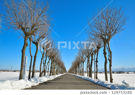 Manganji Temple Hasagi in winter (Niigata Prefecture) 129753289