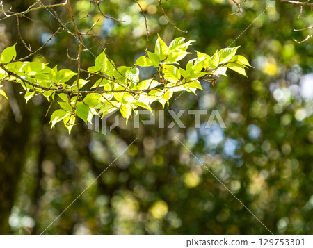 Beautiful young leaves bathed in the spring sunshine 129753301