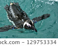 Cape penguin emerging from the water 129753334