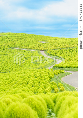 大片的藜蘆 129753343