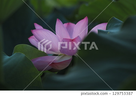 Landscape with lotus flowers 129753387