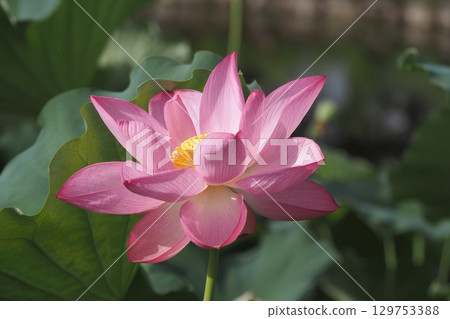 Landscape with lotus flowers 129753388
