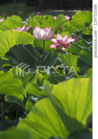 lotus flower, pure flower lotus flower, pure flower 129753389