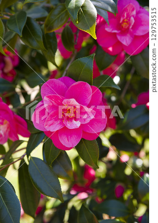 粉色山茶花盛開。學名是山茶。 129753515