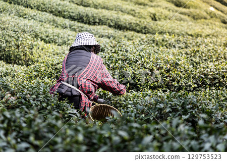 Worker picking the tender and young longjing tea buds in Longjing village plantation in Hangzhou 129753523