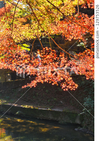 Beautiful autumn leaves in Takao, Mio, Kyoto (Ukyo Ward, Kyoto City, Kyoto Prefecture) Beautiful autumn leaves in Takao, Mio, Kyoto (Ukyo Ward, Kyoto City, Kyoto Prefecture) 129753526