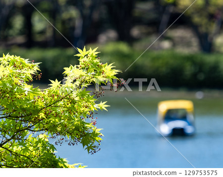 The fresh green leaves of maple trees shining in the spring sunshine by the water The fresh green leaves of maple trees shining in the spring sunshine by the water 129753575