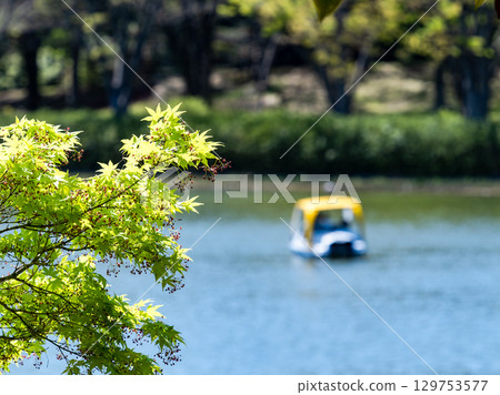 The fresh green leaves of maple trees shining in the spring sunshine by the water The fresh green leaves of maple trees shining in the spring sunshine by the water 129753577