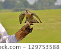 Bird of prey on a falconer's glove 129753588