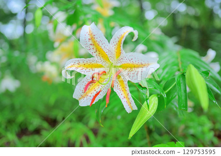 Mountain lilies blooming in the forest Mountain lilies blooming in the forest 129753595