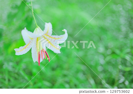 Mountain lilies blooming in the forest 129753602