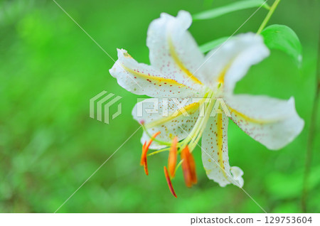 Mountain lilies blooming in the forest Mountain lilies blooming in the forest 129753604