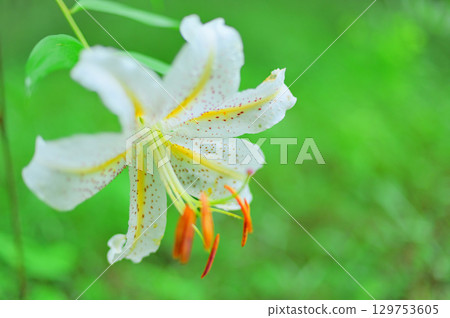 Mountain lilies blooming in the forest Mountain lilies blooming in the forest 129753605