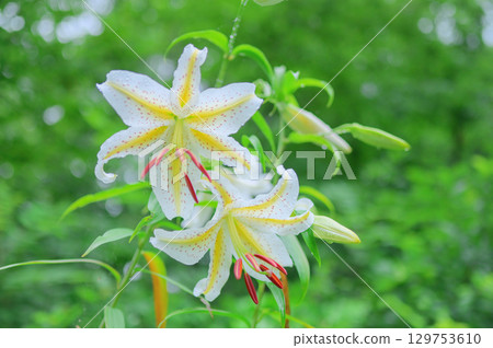 Mountain lilies blooming in the forest 129753610