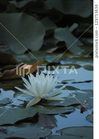 Water lily flower floating on the surface of the water 129753638
